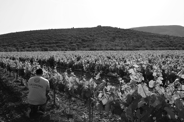 lacovino winery ampelones photo gallery (1)